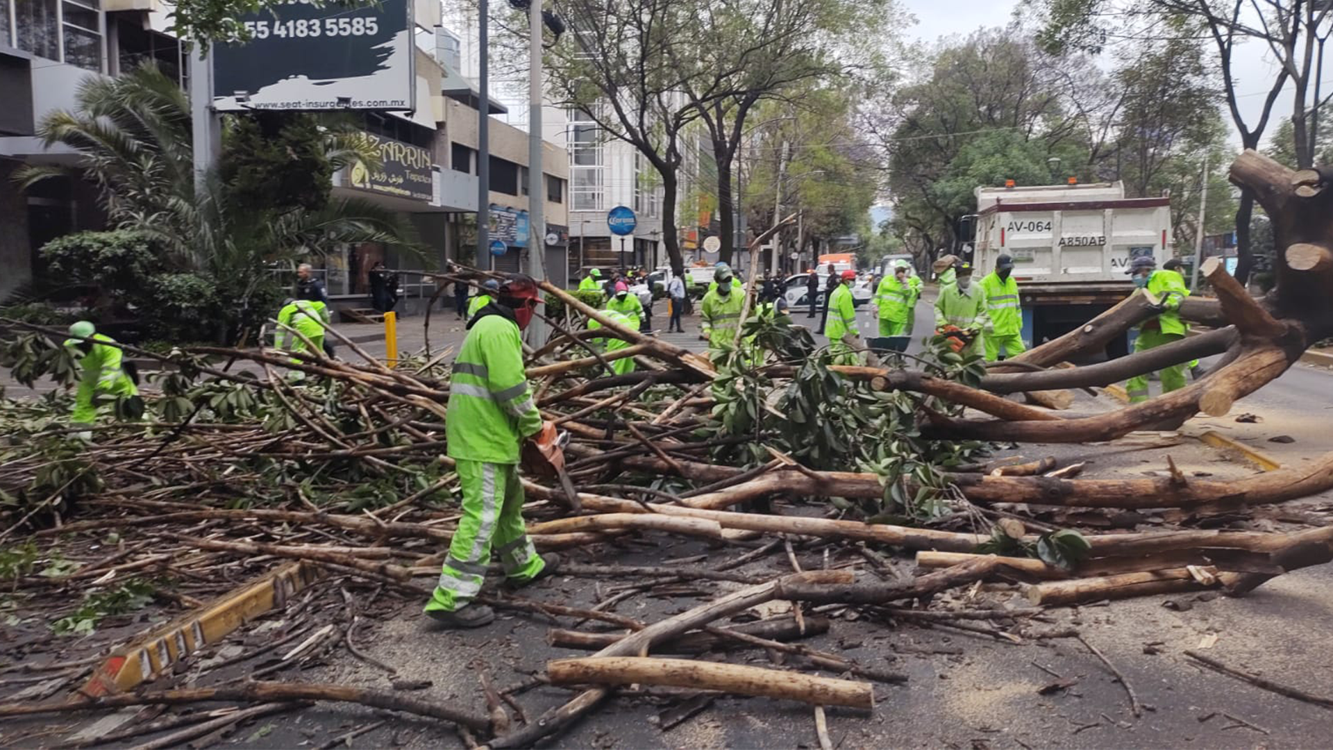 caida de arboles por fuertes vientos cdmx