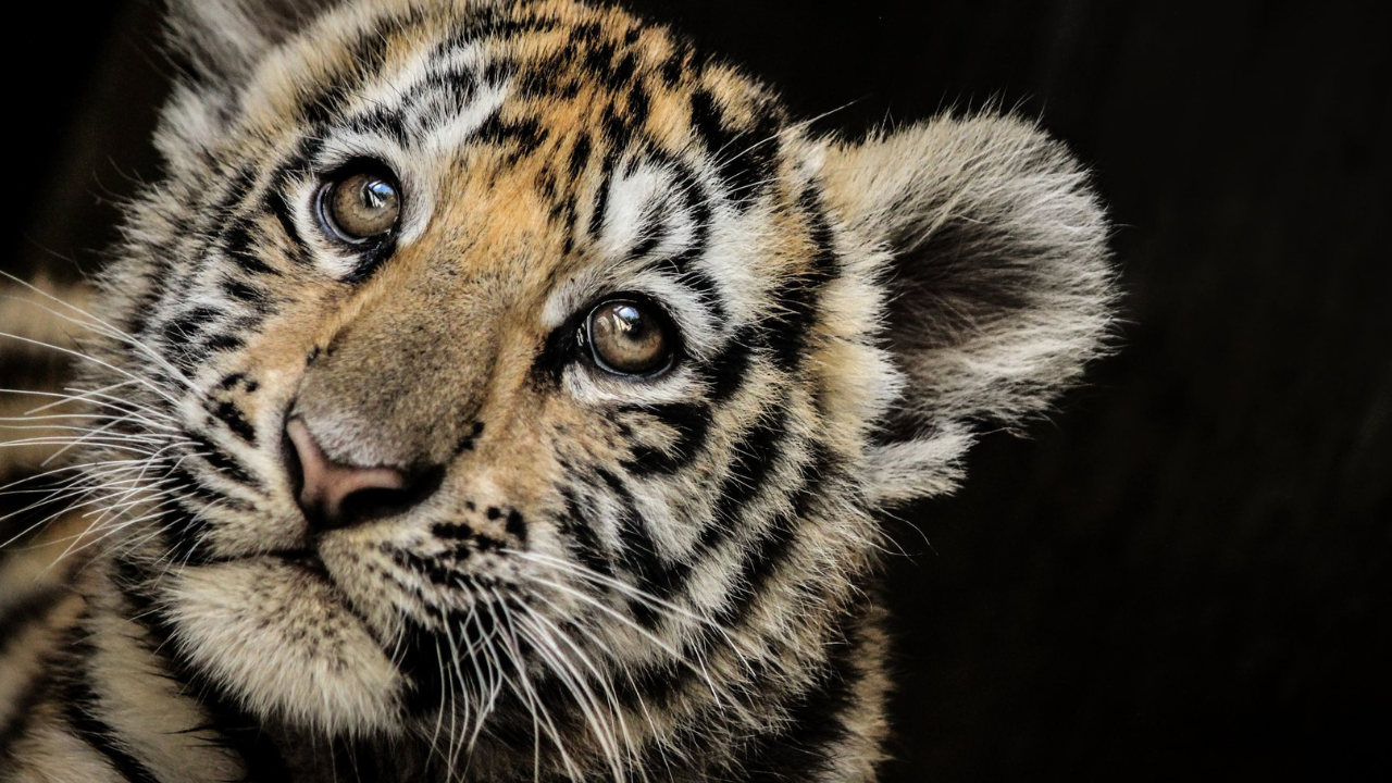 tigre bengala edomex nezahualcóyotl