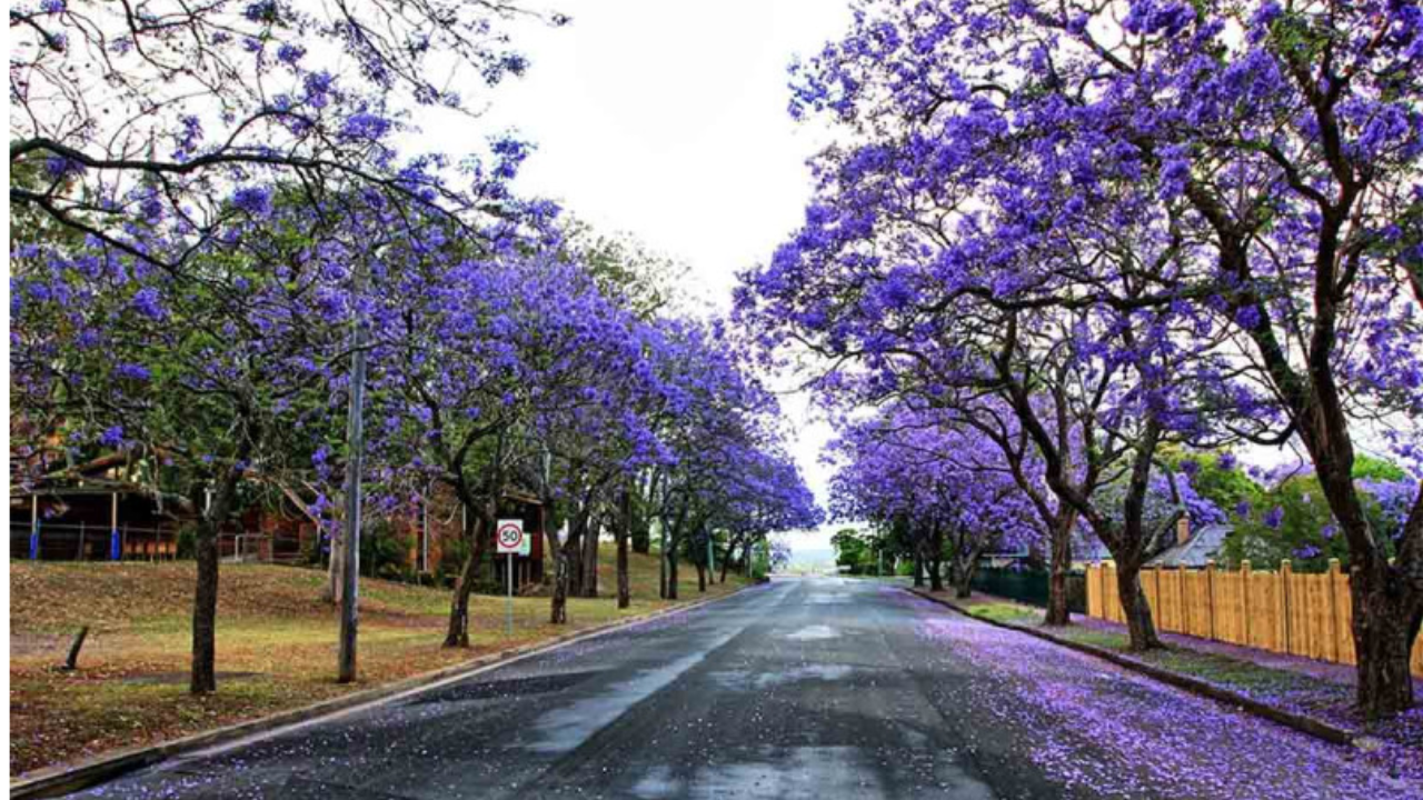 flores jacarandas