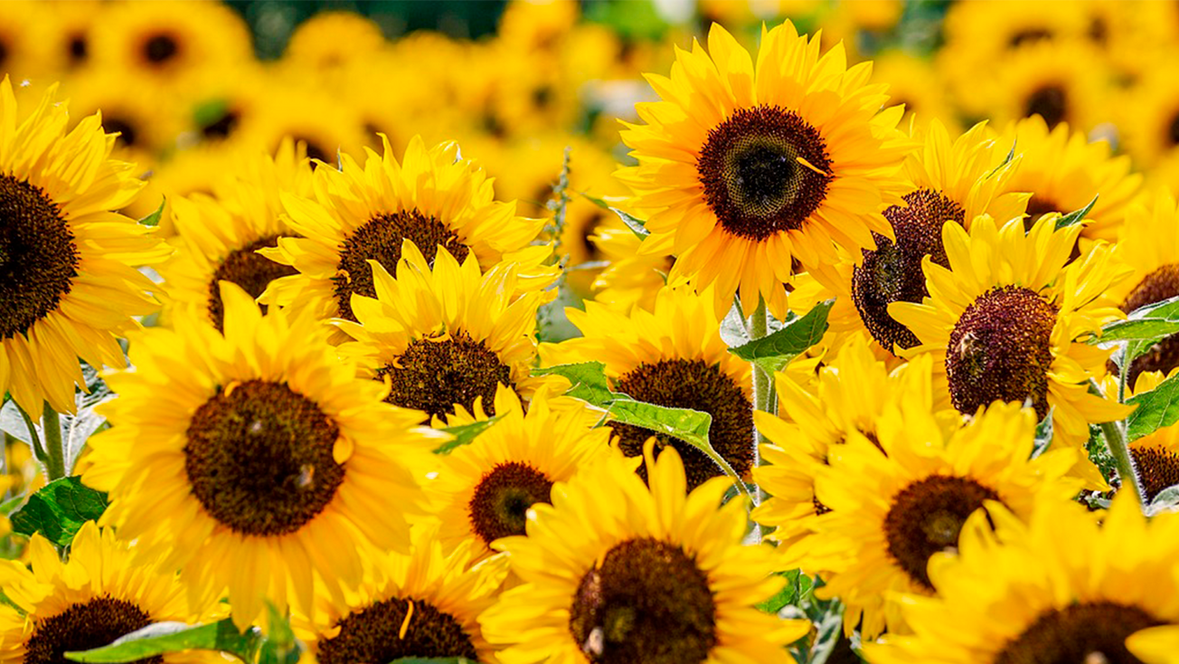 flores amarillas 21 marzo