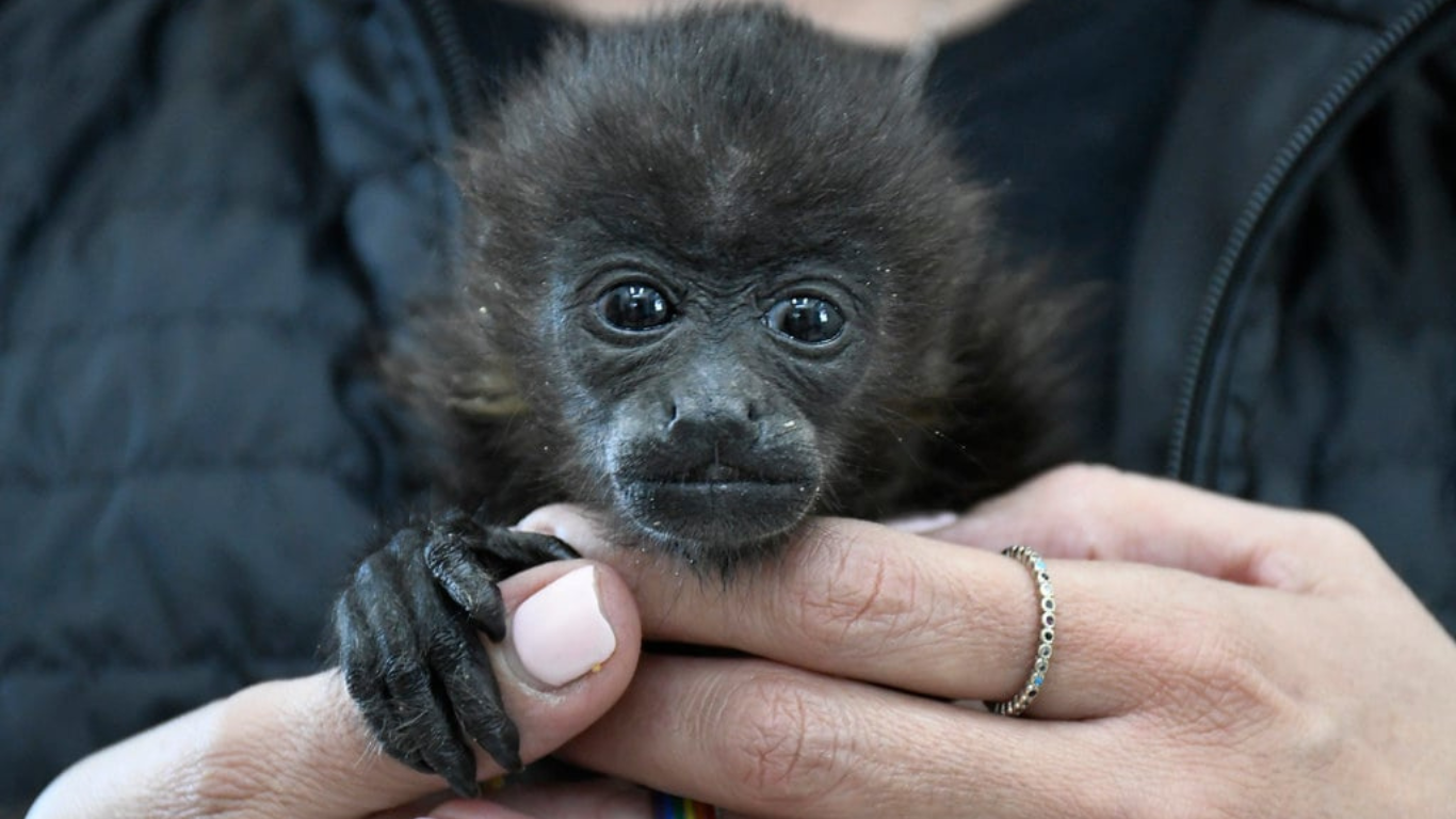 venta ilegal monos cdmx