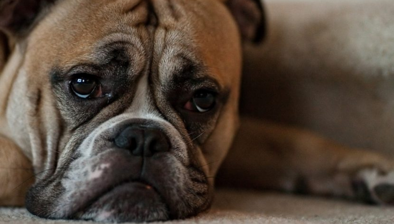 cdmx maltrato animal 