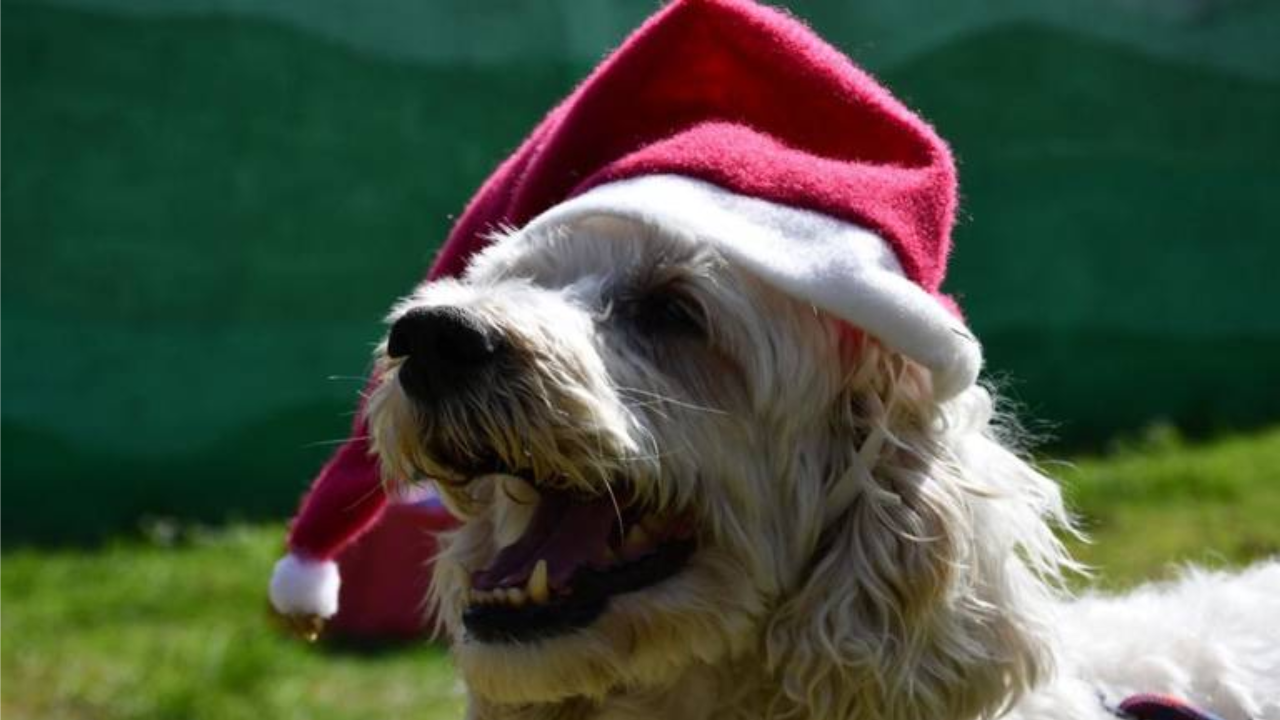 perritos metro santa