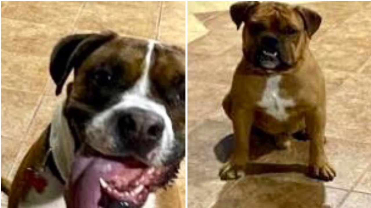 Encargan a perritos en guardería y son regresados sin vida