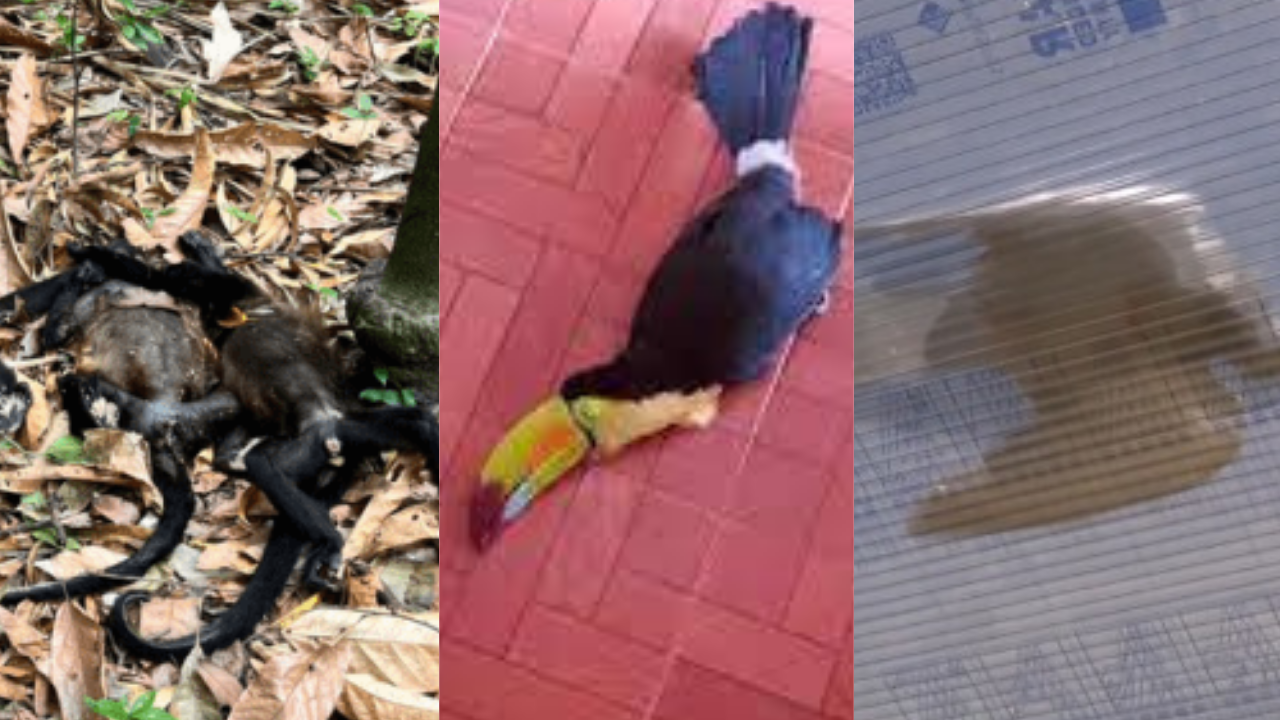 muere ave calor cdmx