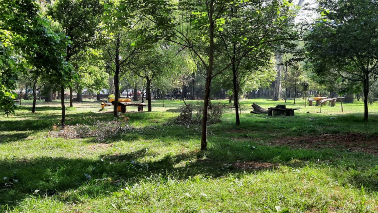Hallan perrito sin vida en bosque de Xochimilco