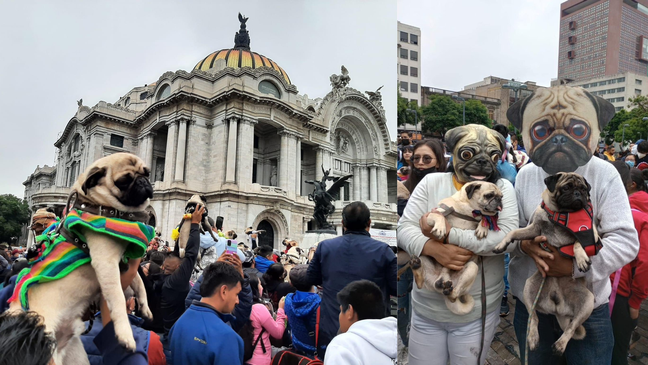 Orgullo Pug: fecha y hora del encuentro PugManiaco en la CDMX