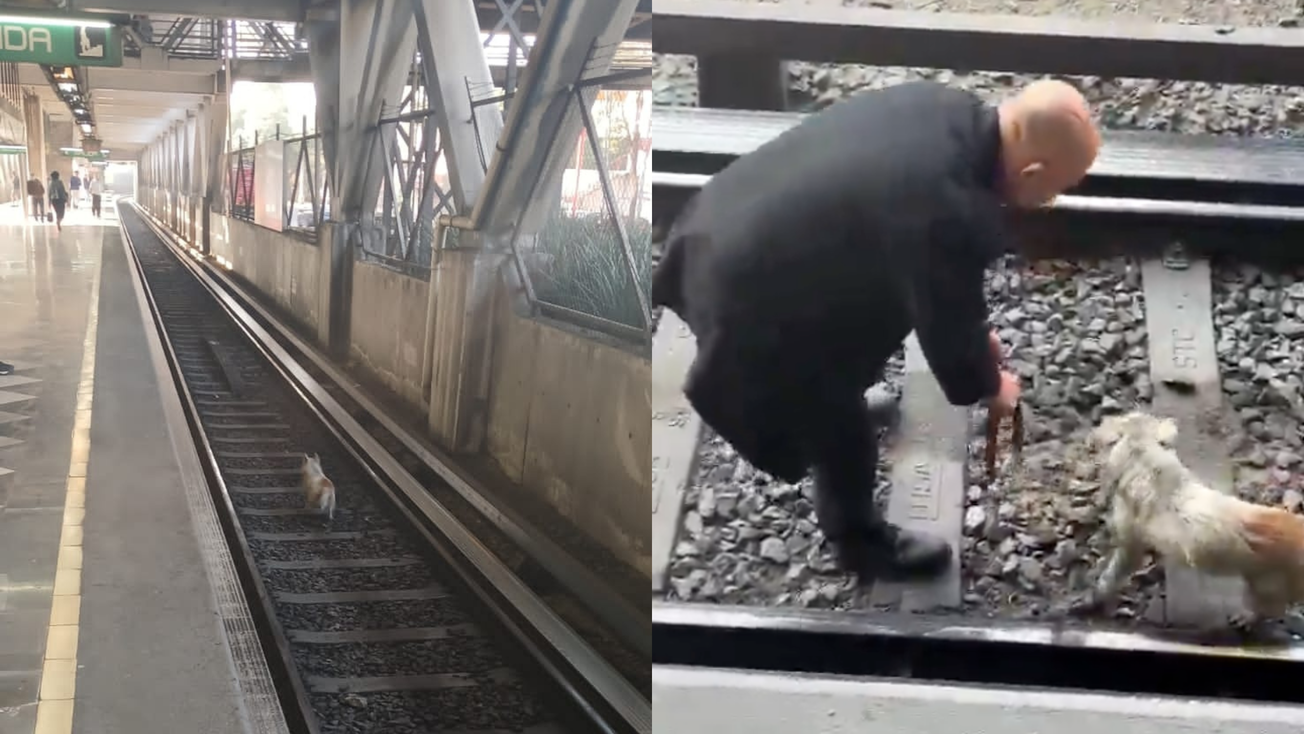 ¡Final feliz! Rescatan a perrito en la Línea 8 del Metro de CDMX