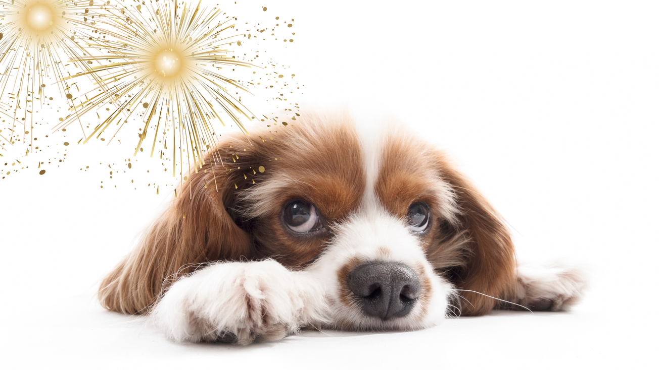 ¿Cómo ayudar a tu perro a tranquilizarse cuando hay cohetes?