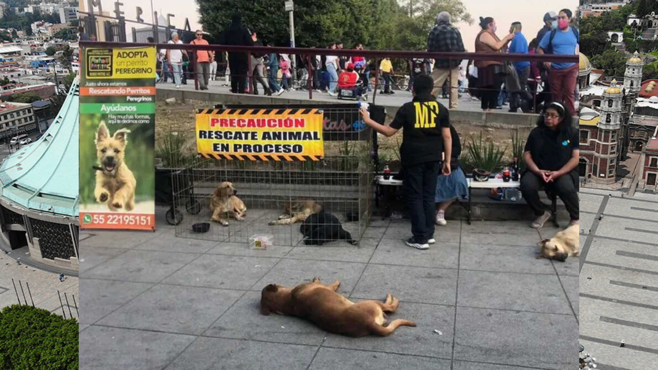 ¡Siempre es lo mismo! Perros peregrinos son abandonados en la Basílica de Guadalupe