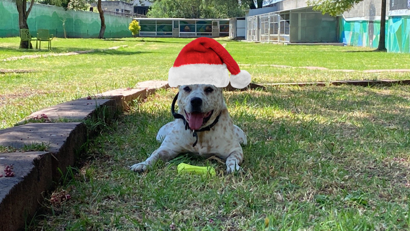 Naviguau: Perritos del Metro llevarán cartas a Santa y así puedes enviar la tuya