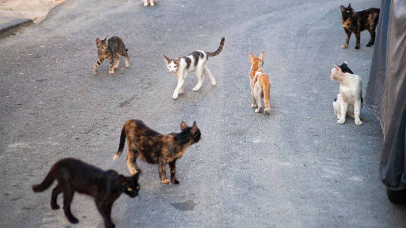 Hay plaga de gatos en Iztapalapa: expertos explican las consecuencias