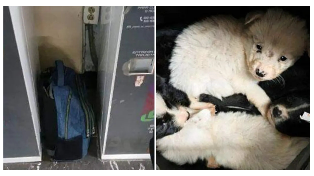 Abandonan a perritos en el Metro.