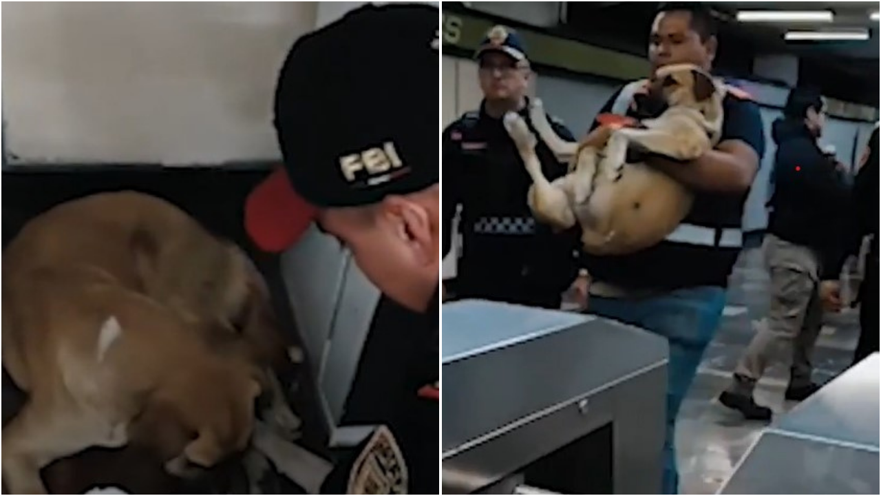 Video | Rescatan a perrito lesionado en el Metro de la CDMX