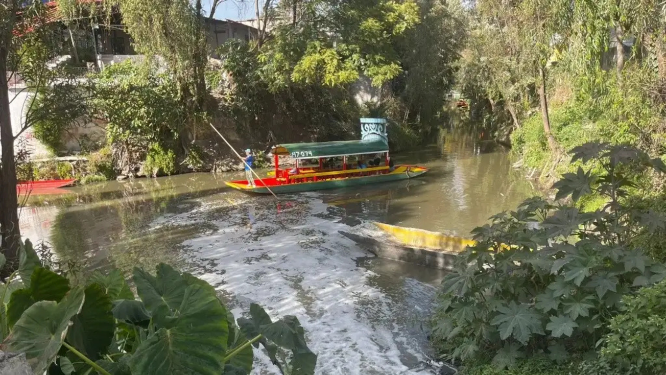 Reportan decenas de peces muer*tos en Xochimilco: ¿qué está pasando?