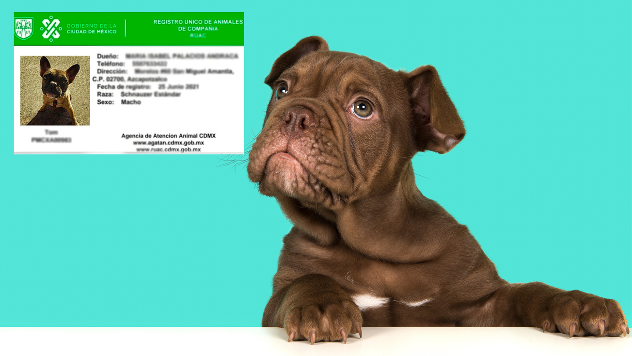 ¿Qué pasa si no tienes el RUAC de tu mascota en CDMX?