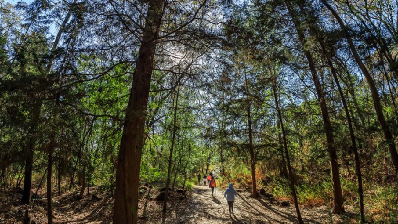 CDMX ofrece viviendas a quienes denuncien ocupación de áreas protegidas