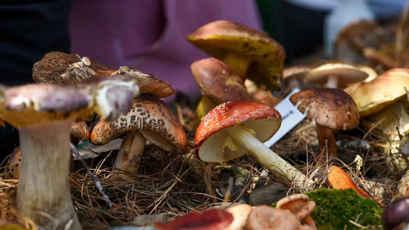 Hongosto 2025 en CDMX: todo lo que debes saber