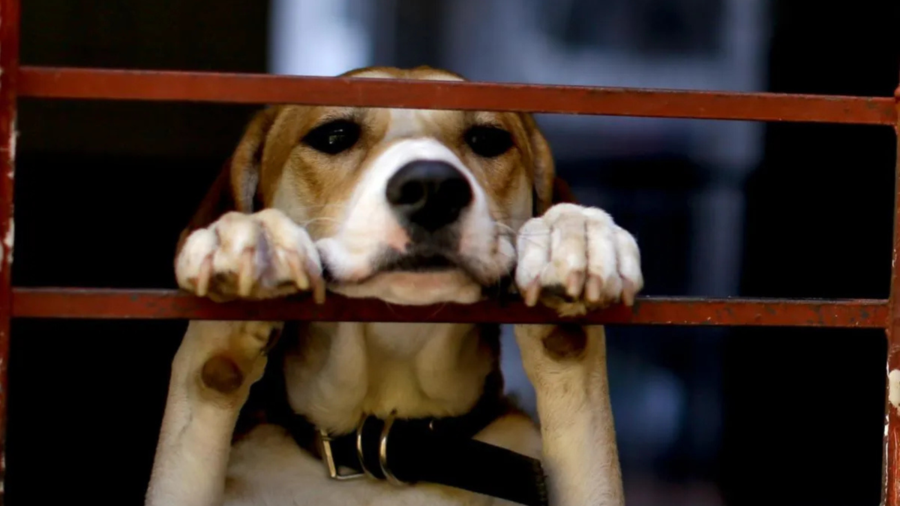 Nueva ley en CDMX prohíbe negar renta o venta de casa a personas con hijos o mascotas