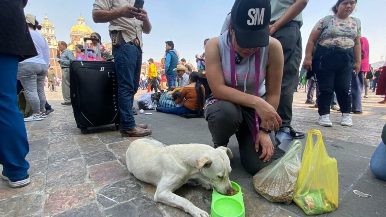 Arranca Operativo Perrito Peregrino en CDMX