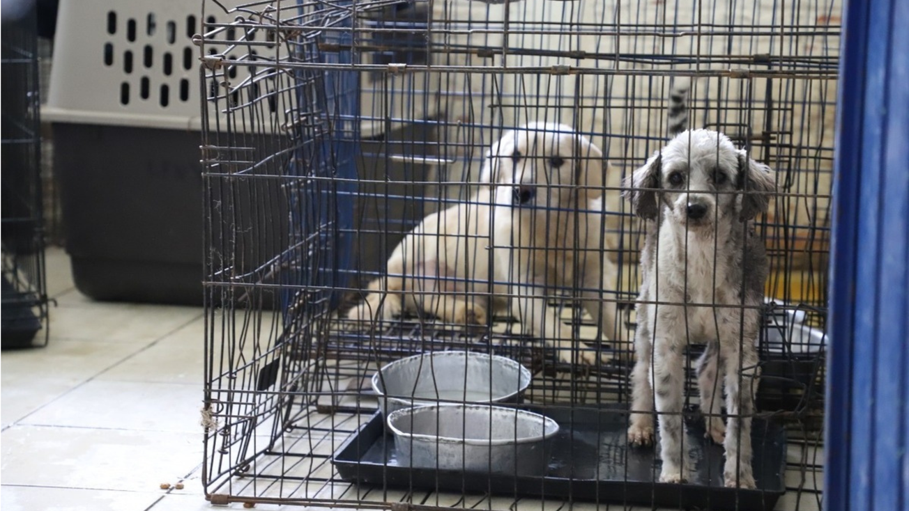 Prohíben en CDMX exhibición de mascotas en jaulas o vitrinas