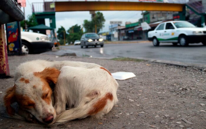 Crisis animalista en CDMX: hay 1.2 millones de perros en la calle